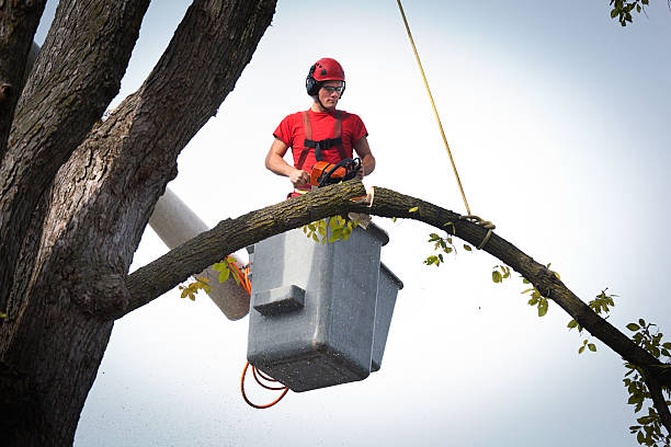 Best Tree Maintenance Programs  in Gridley, CA